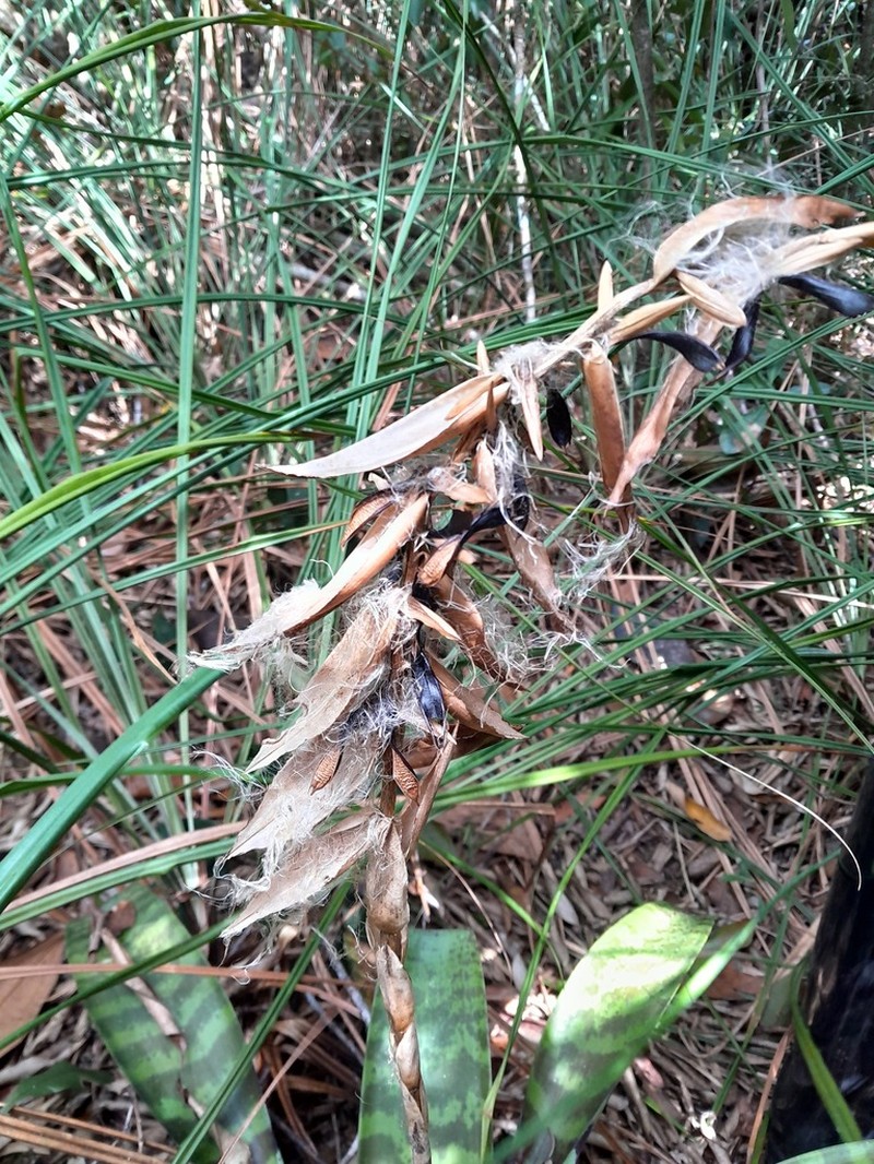 Lutheria splendens photo 2