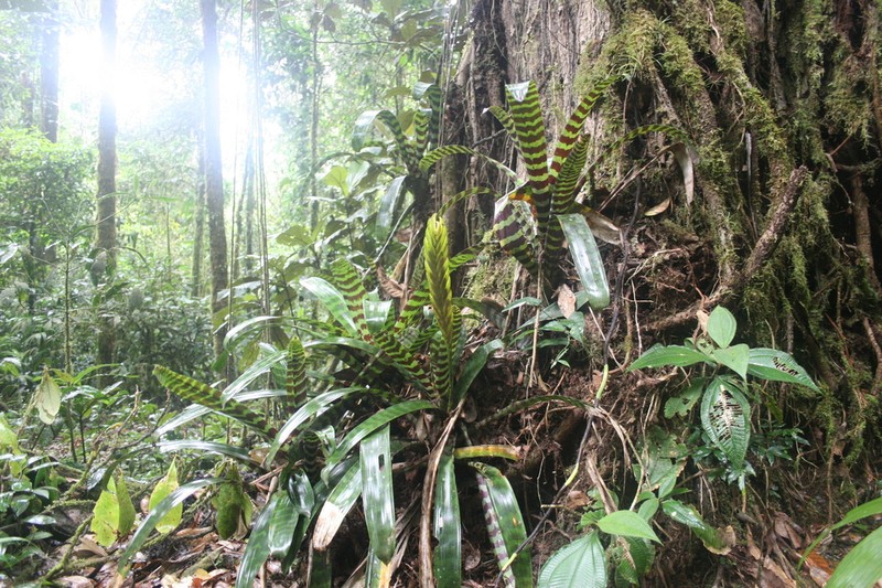 Lutheria splendens photo 3