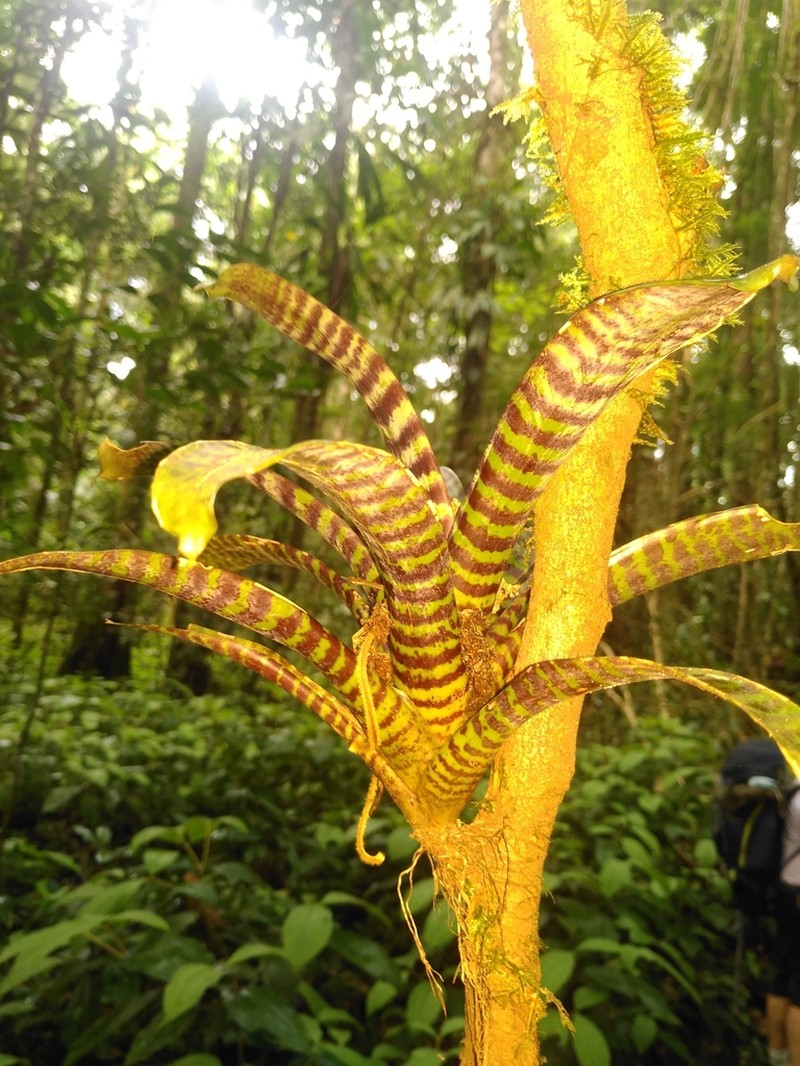 Lutheria splendens photo 4