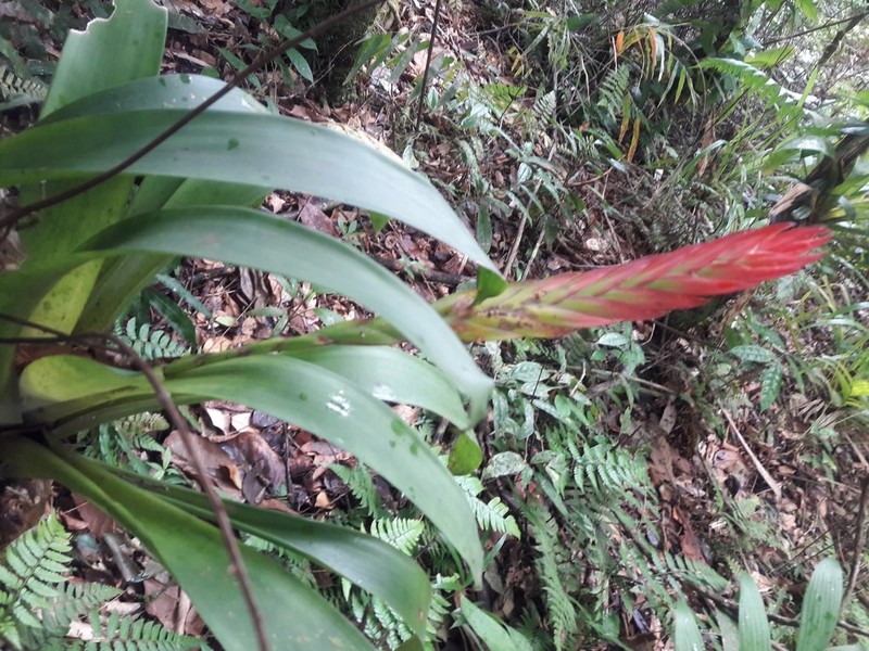 Lutheria splendens photo 5