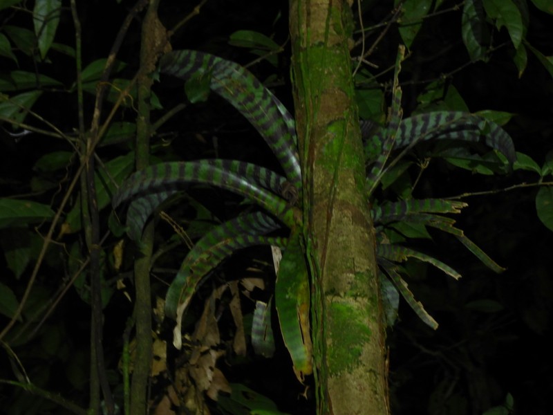 Lutheria splendens photo 6
