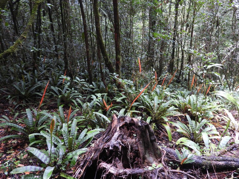 Lutheria splendens photo 7