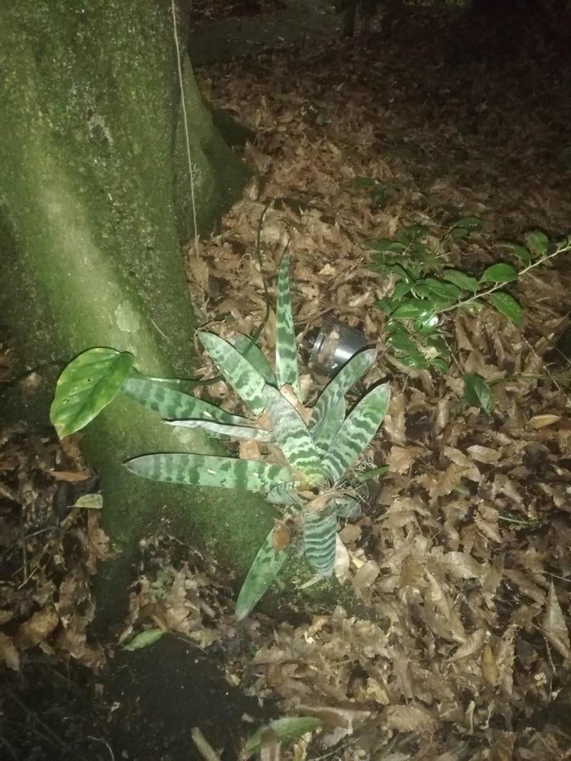 Lutheria splendens photo 8
