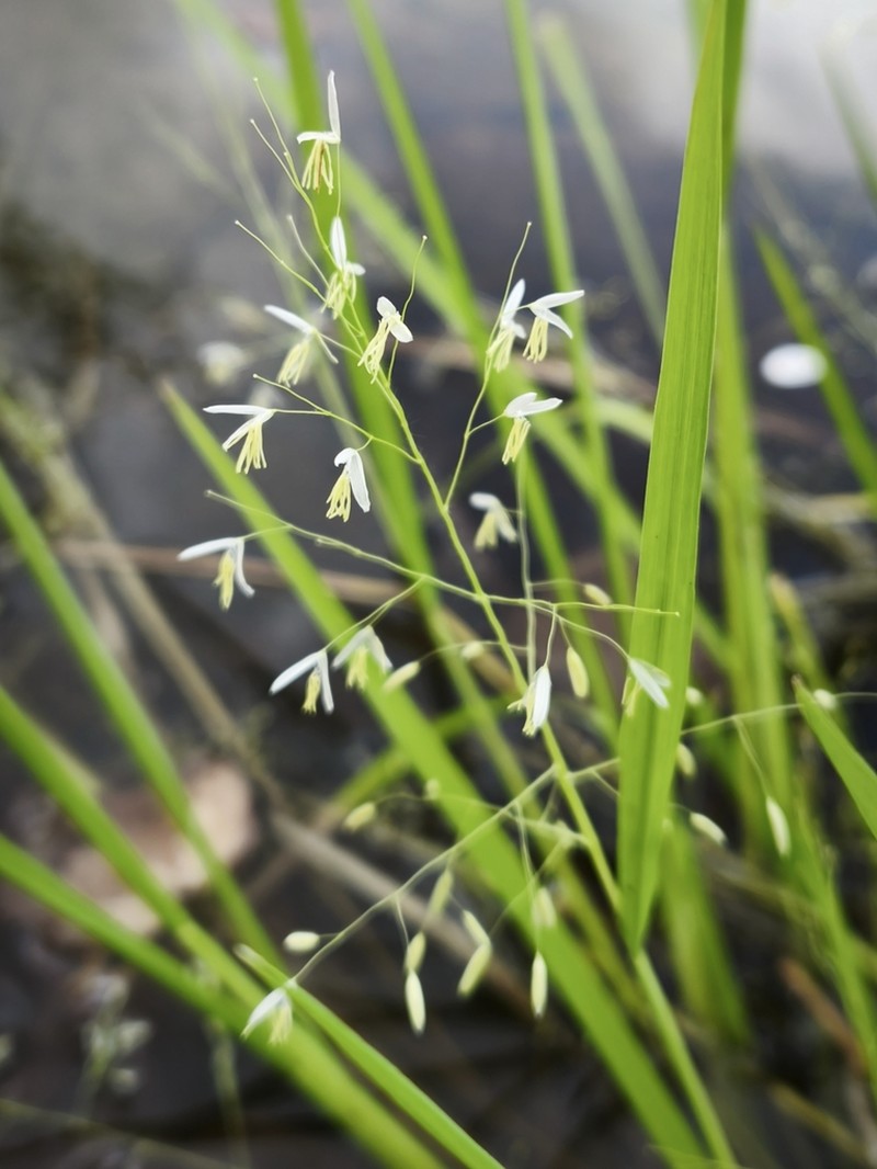 Brazilian Watergrass