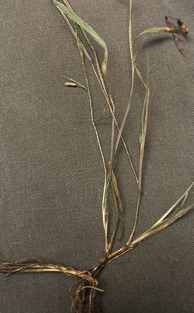 Brazilian Watergrass photo 2