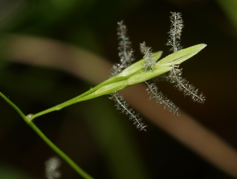 Brazilian Watergrass photo 3