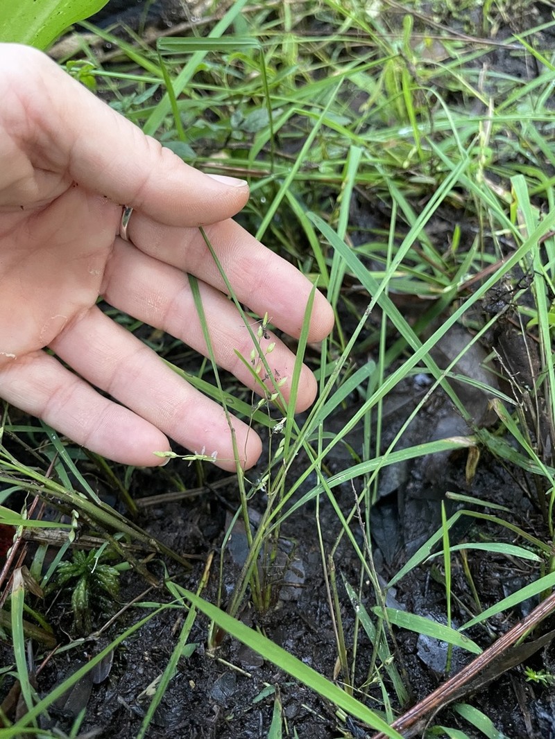 Brazilian Watergrass photo 4