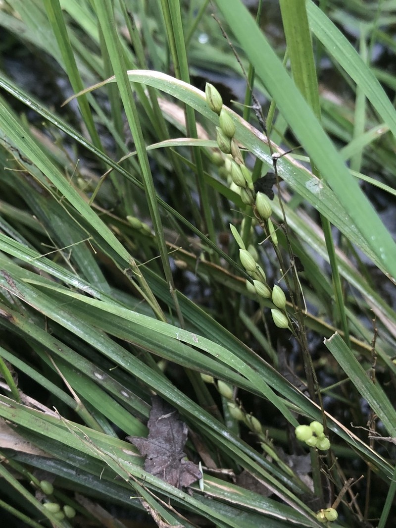 Brazilian Watergrass photo 5