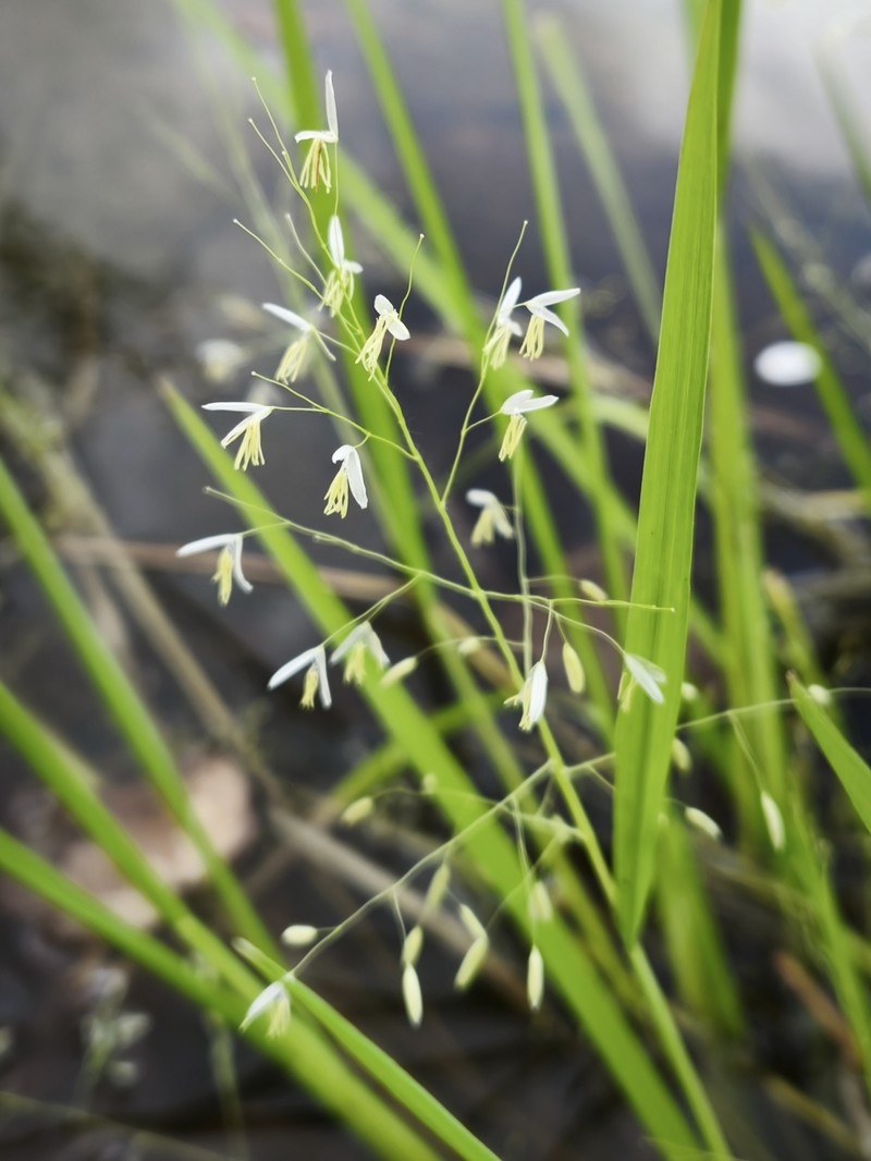 Brazilian Watergrass photo 6