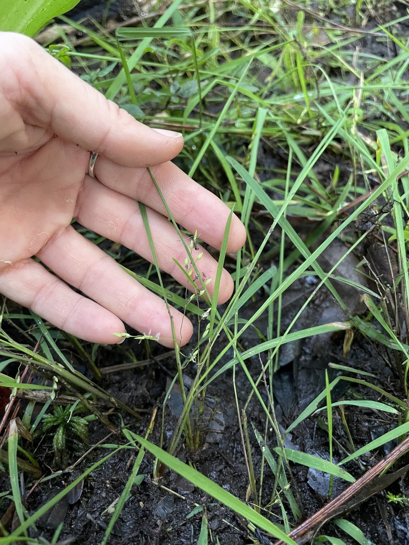 Brazilian Watergrass photo 8