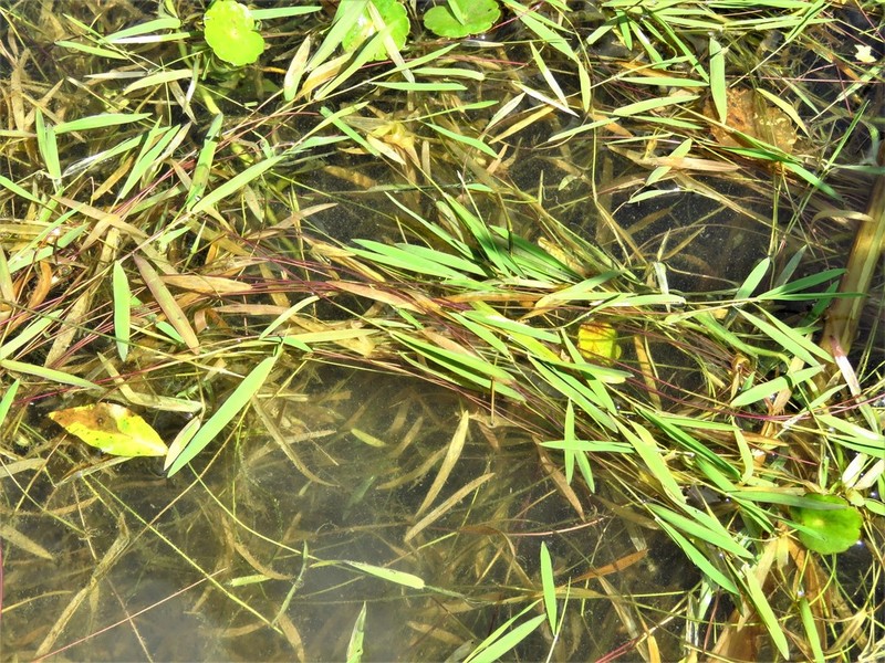Southern Watergrass