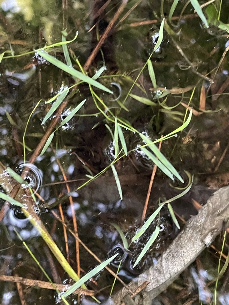 Southern Watergrass photo 2