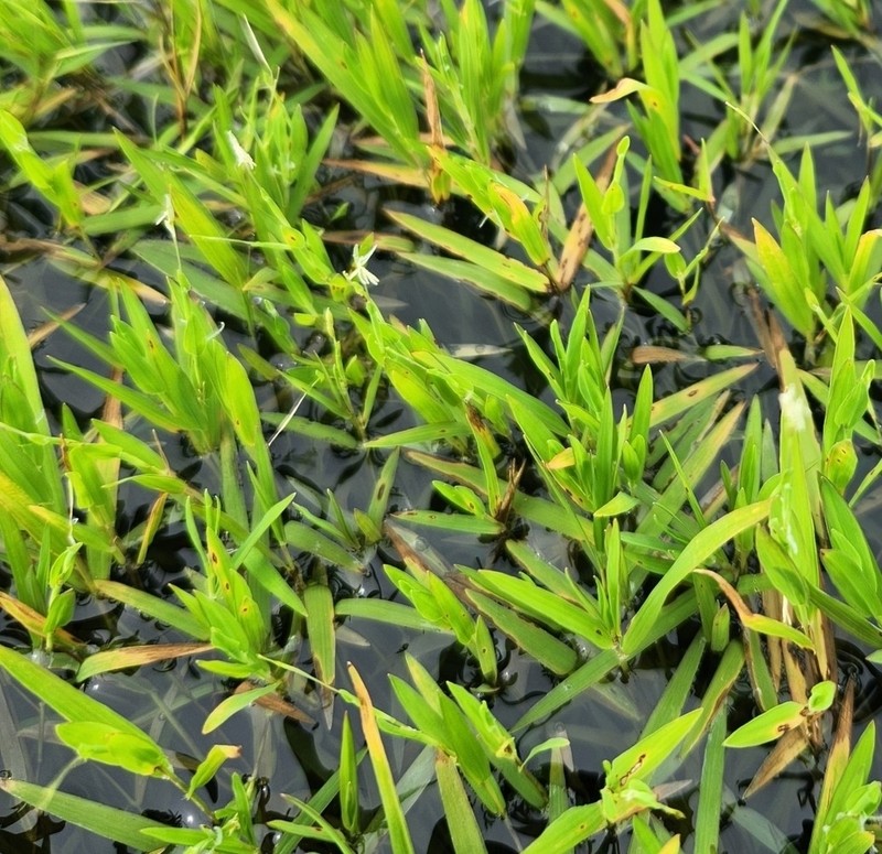 Southern Watergrass photo 3