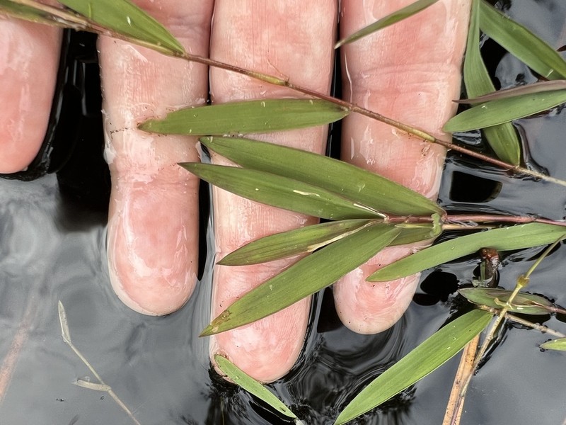 Southern Watergrass photo 4