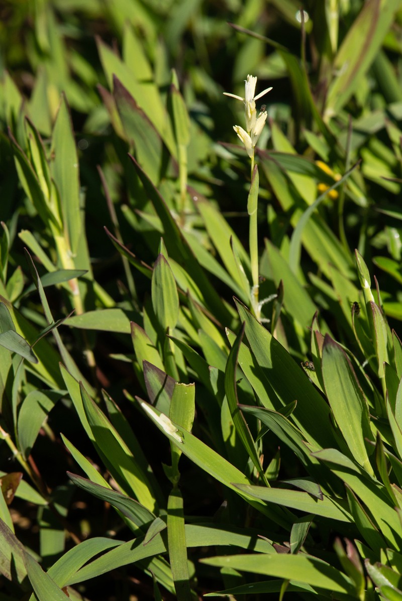 Southern Watergrass photo 5