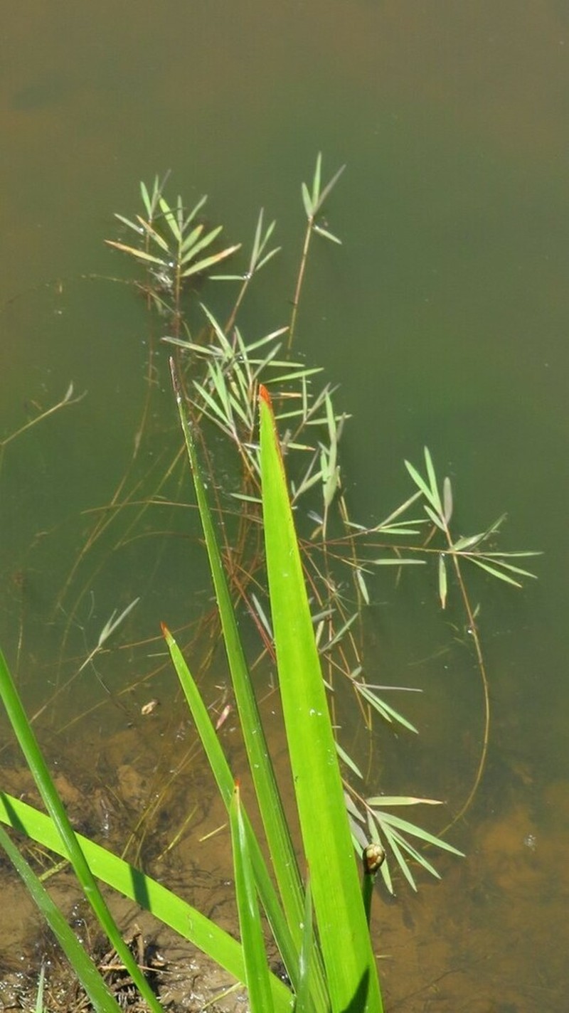 Southern Watergrass photo 6