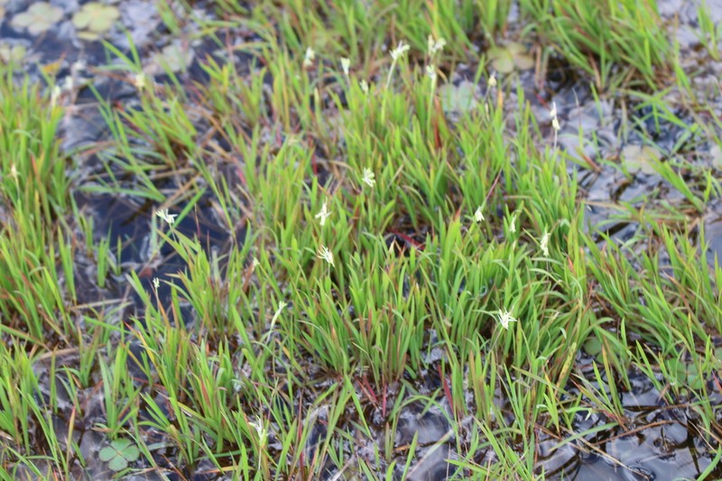 Southern Watergrass photo 7