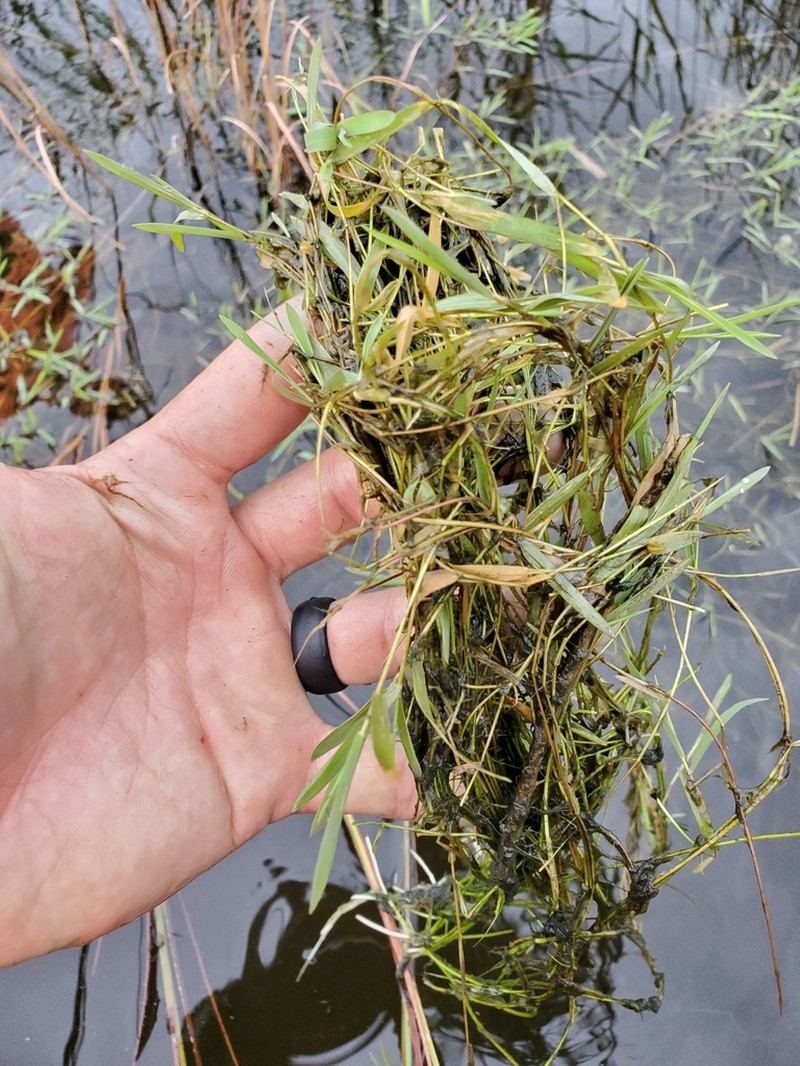 Southern Watergrass photo 8