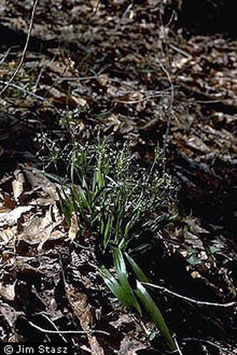 Hairy Woodrush