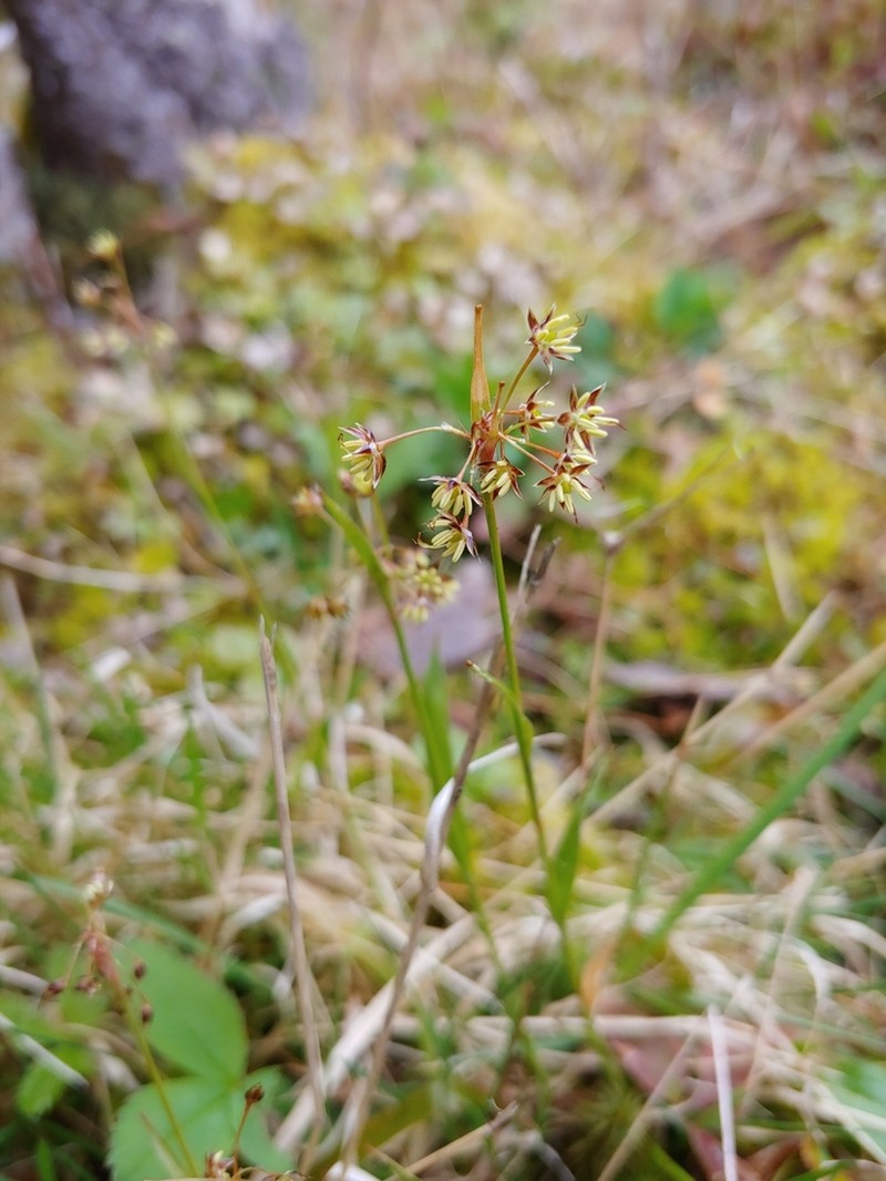 Hairy Woodrush photo 6