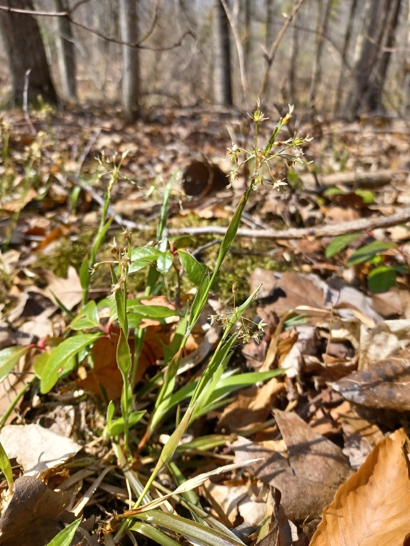 Luzula acuminata subsp. acuminata