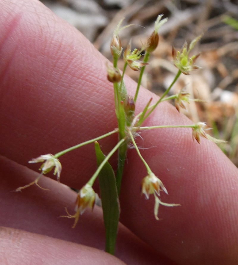 Luzula acuminata subsp. acuminata photo 2