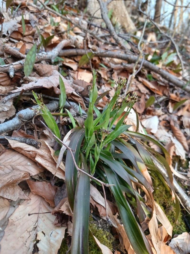 Luzula acuminata subsp. acuminata photo 3