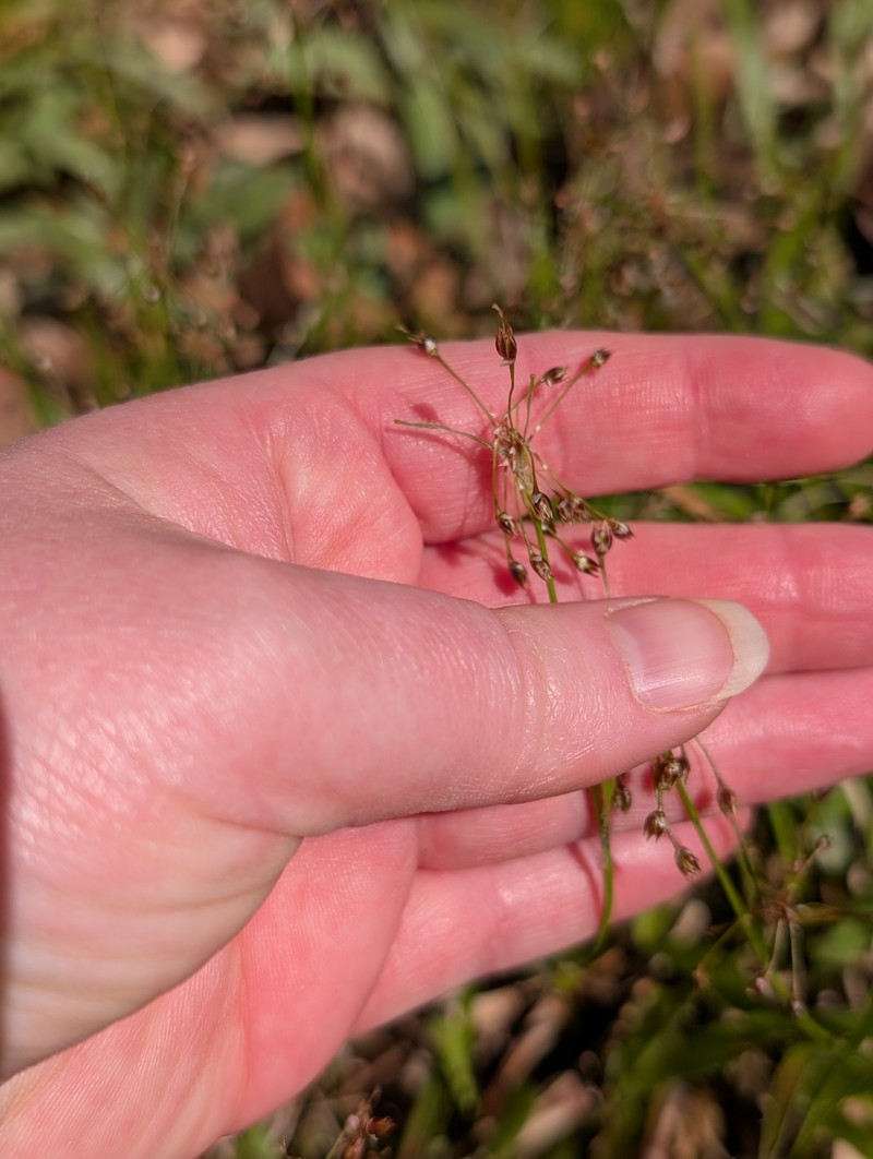Luzula acuminata subsp. acuminata photo 4