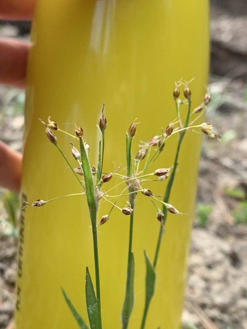 Luzula acuminata subsp. acuminata photo 5