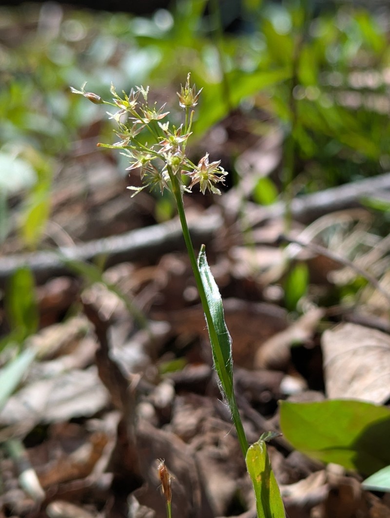 Luzula acuminata subsp. acuminata photo 6