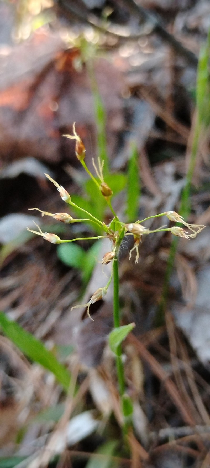 Luzula acuminata subsp. acuminata photo 8