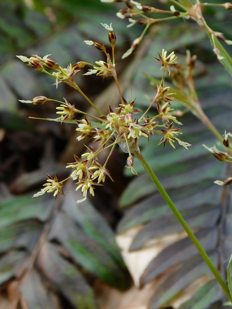 Luzula acuminata subsp. carolinae