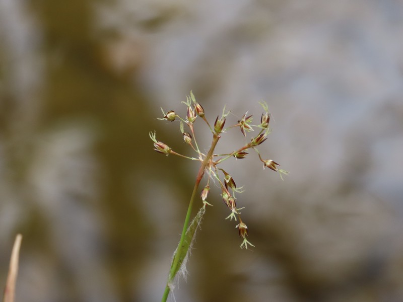Luzula acuminata subsp. carolinae photo 2