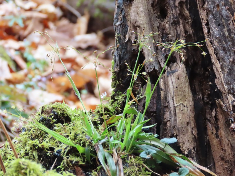 Luzula acuminata subsp. carolinae photo 3