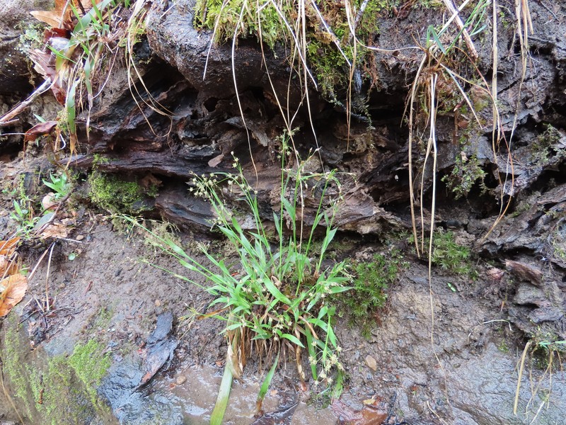 Luzula acuminata subsp. carolinae photo 4