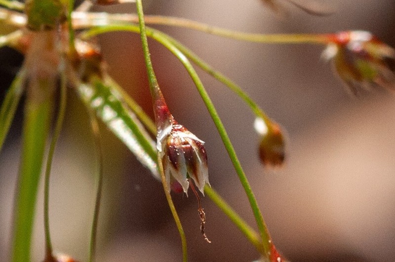 Luzula acuminata subsp. carolinae photo 5
