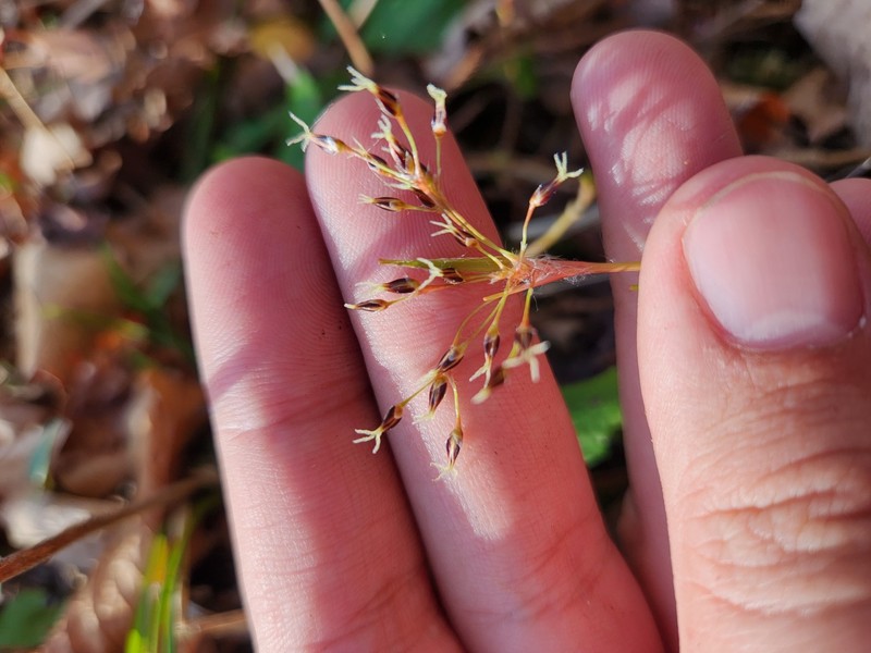 Luzula acuminata subsp. carolinae photo 6