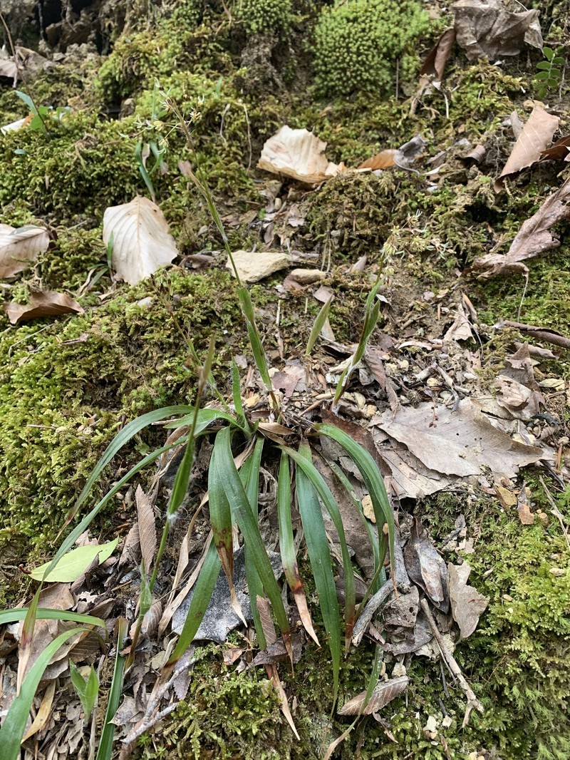 Luzula acuminata subsp. carolinae photo 7