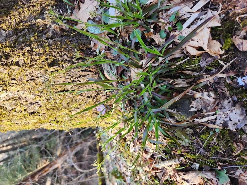 Luzula acuminata subsp. carolinae photo 8