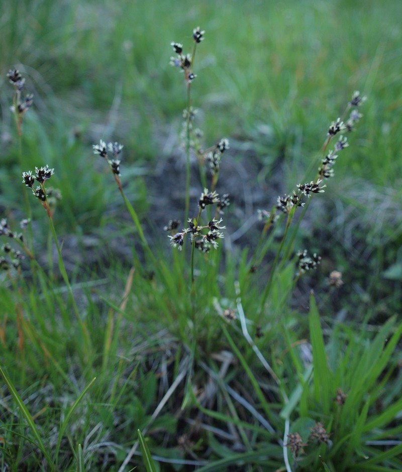 Alpine Woodrush photo 3
