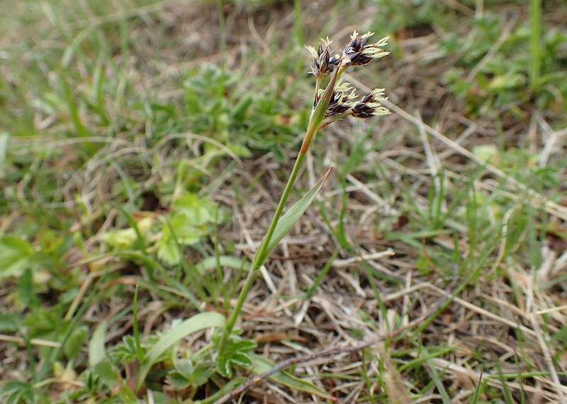 Alpine Woodrush photo 5