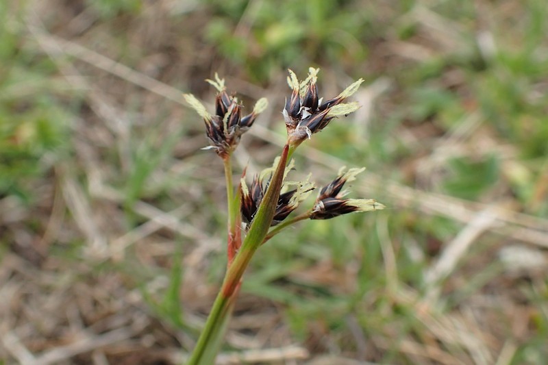 Alpine Woodrush photo 6