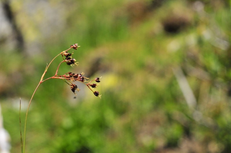 Alpine Woodrush photo 4