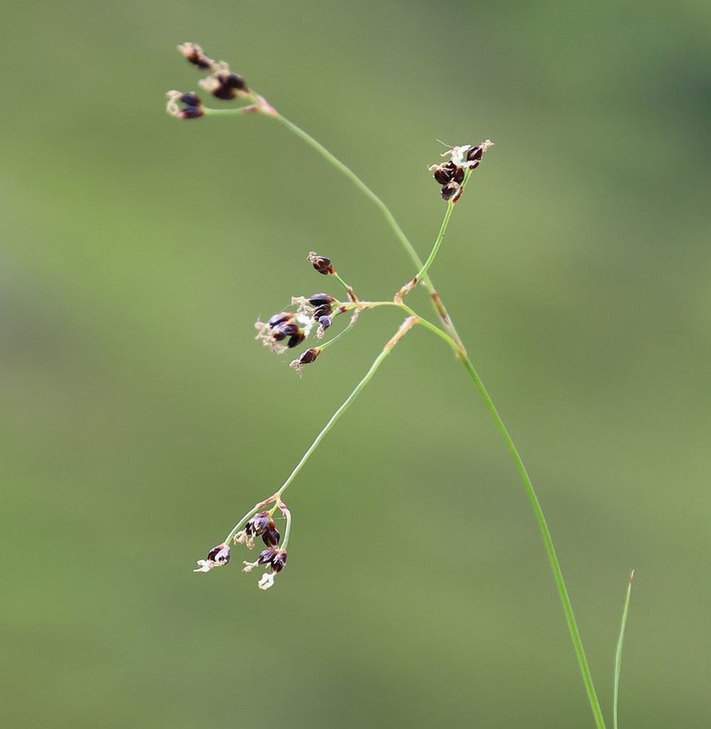 Alpine Woodrush photo 5