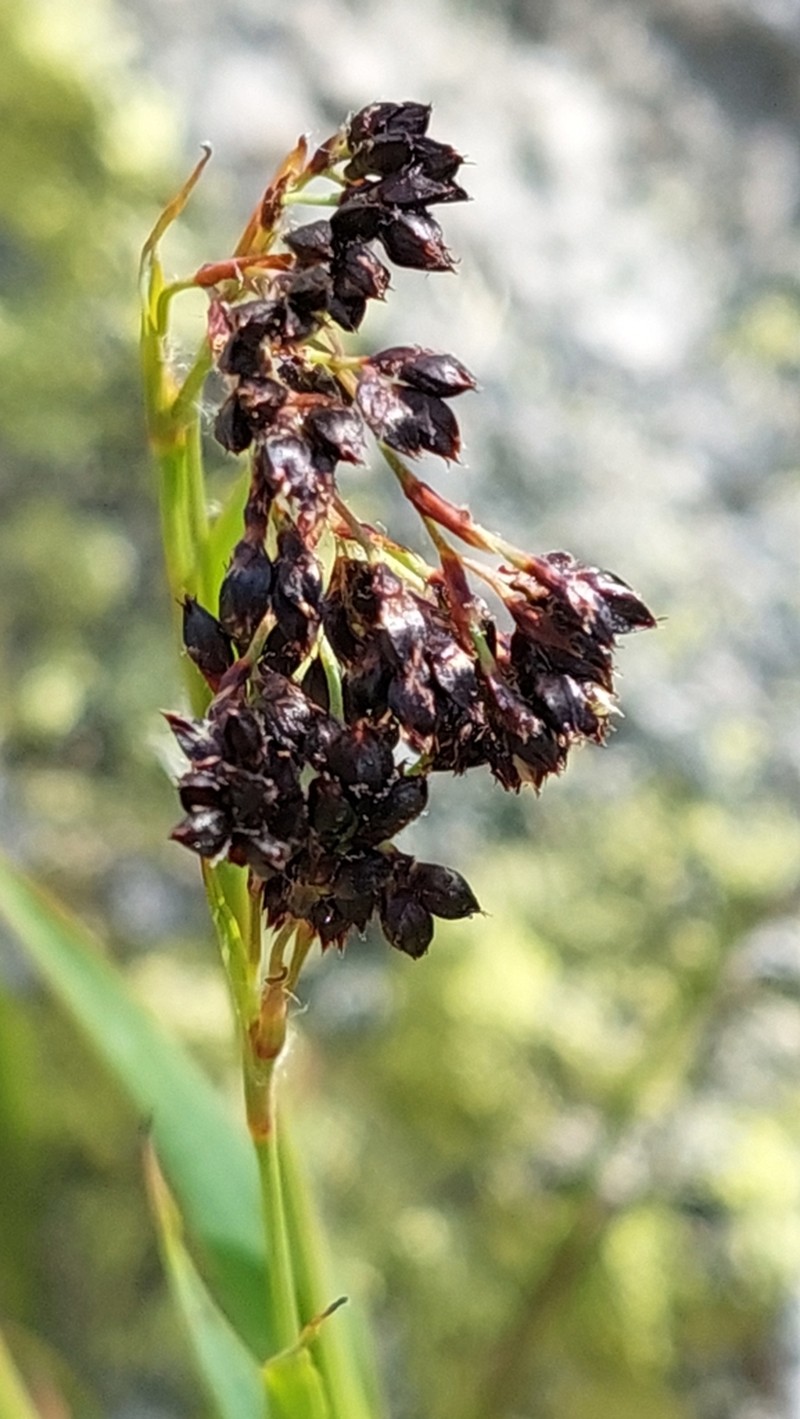 Alpine Woodrush photo 6