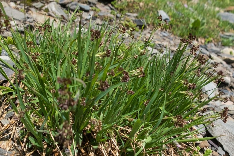 Alpine Woodrush photo 7
