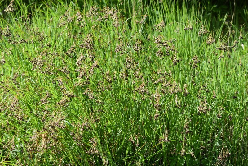 Alpine Woodrush photo 8