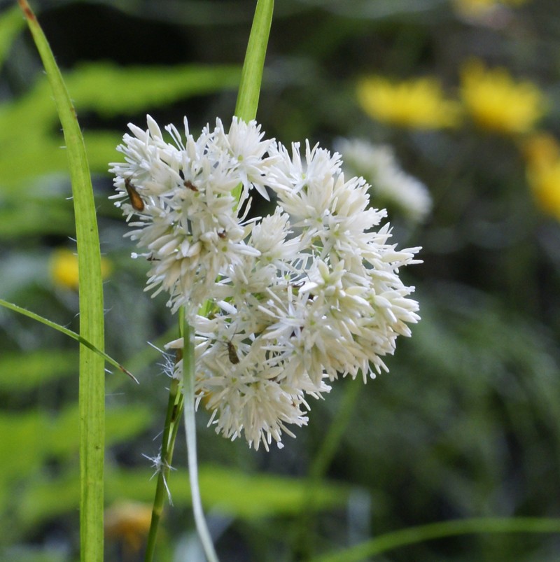 Arctic Woodrush photo 2
