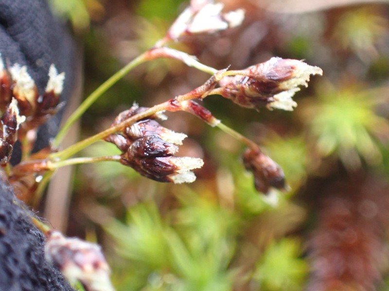 Luzula arcuata subsp. unalaschkensis