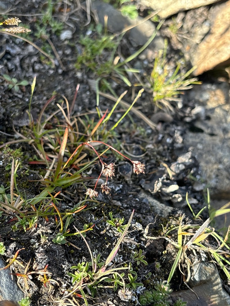 Luzula arcuata subsp. unalaschkensis photo 2